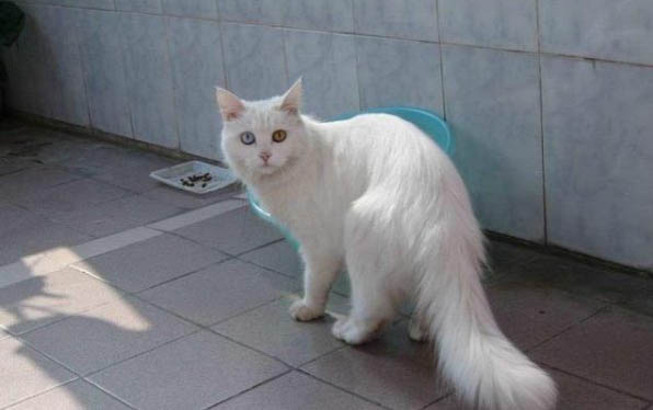 猫可以不可以吃菠萝