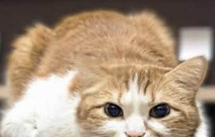 猫咪得了细小怎么治疗