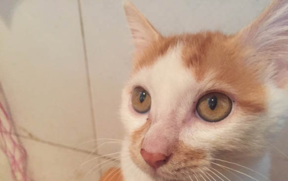 如何应对猫到处拉血水的情况?