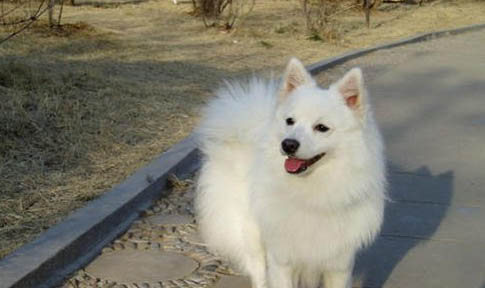 银狐犬眼睛有眼屎的原因及处理方法