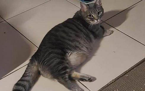 猫为什么喜欢吃猫薄荷