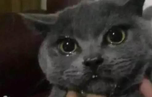 猫咪多大可以生小猫