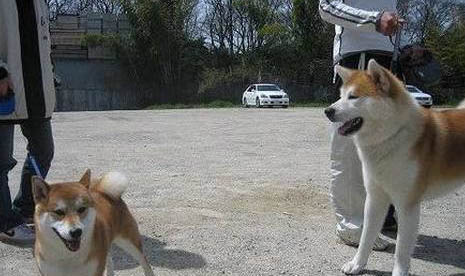 四个月柴犬喂多少狗粮