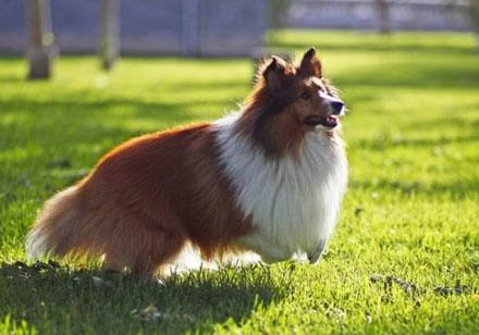 喜乐蒂牧羊犬可以吃什么食物