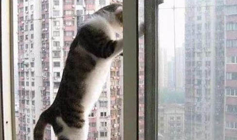 宠物猫品种有哪些种类