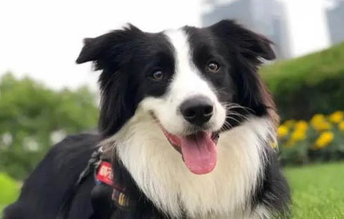 什么是中华牧羊犬