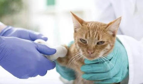 如何确定猫咪怀孕