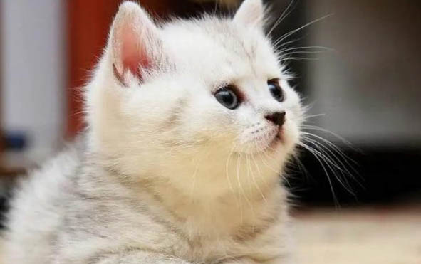 小猫可以吃米饭吗