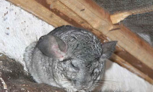 龙猫后腿不动了