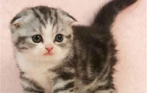 小奶猫多大可以注射疫苗
