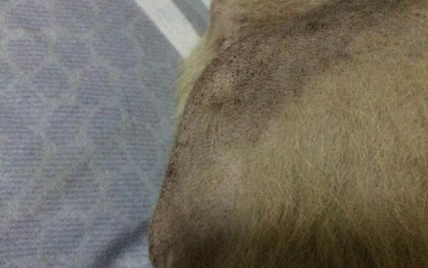 给狗狗洗澡需要注意什么