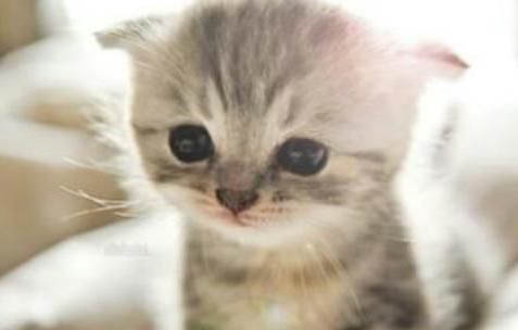 猫一般在哪个季节换毛