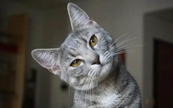 小猫拉稀禁食吗