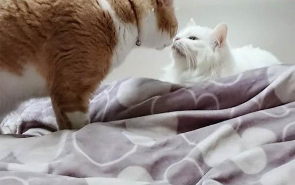 小猫要多久才能断奶