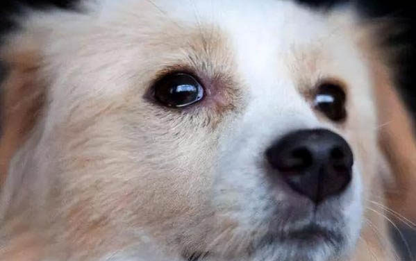 二个月大的狗狗有哪些禁忌