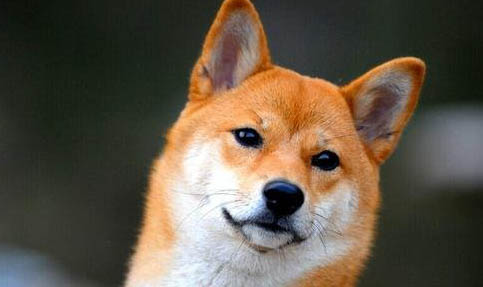 养柴犬注意事项都有哪些