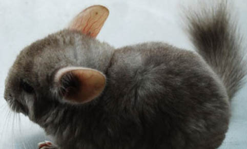 龙猫是老鼠还是猫