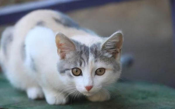 一个半月的小猫咪感冒了怎么办