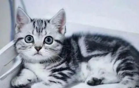 美短猫多少钱一只？