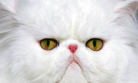 猫咪便秘有哪些原因
