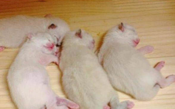 小猫吐黄水怎么回事吃什么药