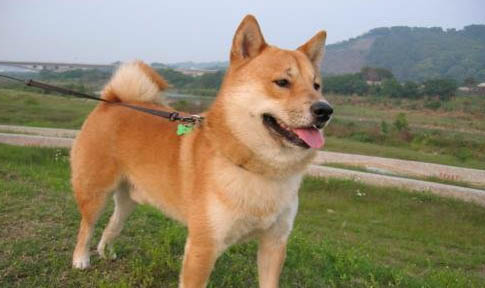 四个月柴犬喂多少狗粮