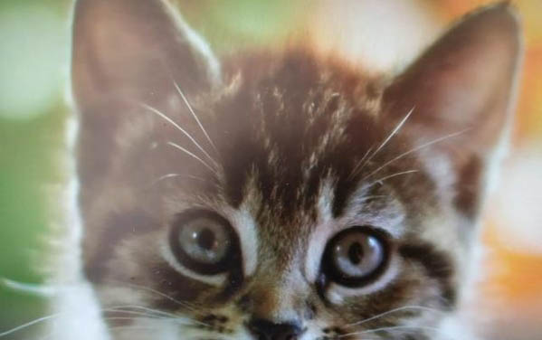 猫在哪里买