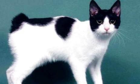 日本短尾猫尿闭的原因及处理方法