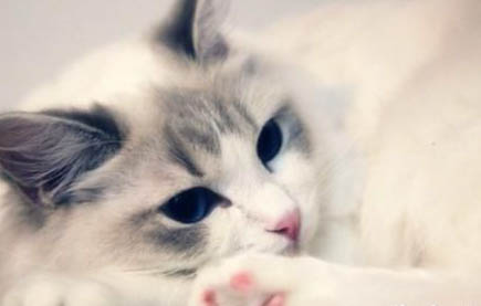 猫咪为什么喜欢抱着手蹬?