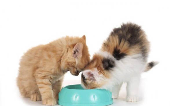 猫咪淋雨会不会生病