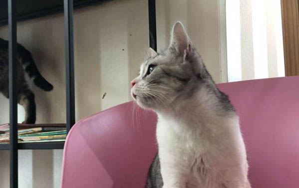 为什么猫咪耳朵会脱毛的原因