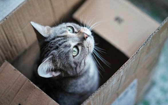 猫咪耳朵发热是不是发烧了呀