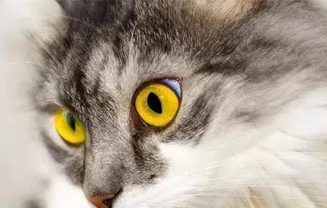 猫咪为什么单独叼一只小猫出来