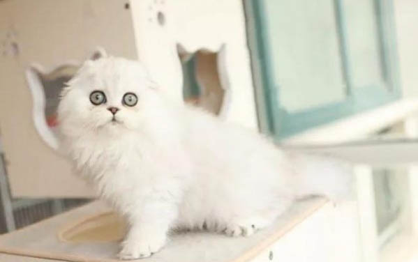 猫咪多久洗一次澡比较好