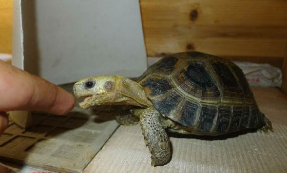 缅甸陆龟的品种简介