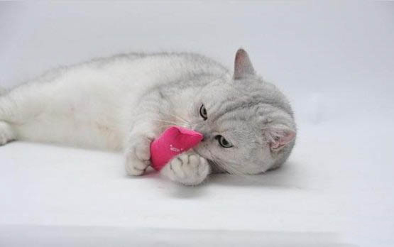 猫咪一直喘气呼吸急促