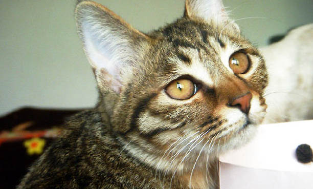 猫咪急性乳腺炎有哪些症状