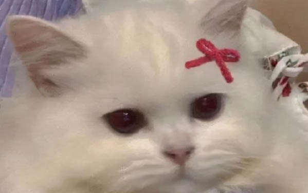 小猫多大可以吃猫粮？