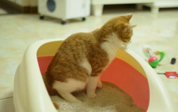 小猫一动不动还有呼吸怎么办