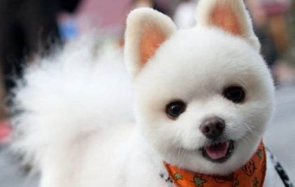 博美犬咳嗽像是被卡嗓子似的吃什么药