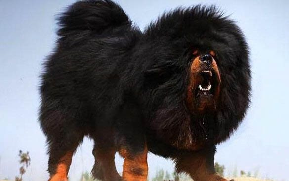 长卷毛猎犬的原产地在哪里