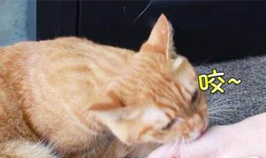 请问猫咪呕吐的原因及处理方法?