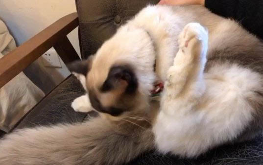 小猫出生多久会睁开眼睛