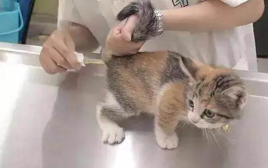 猫咪的三联和狂犬可以一起打吗