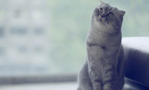猫咪多大能打疫苗