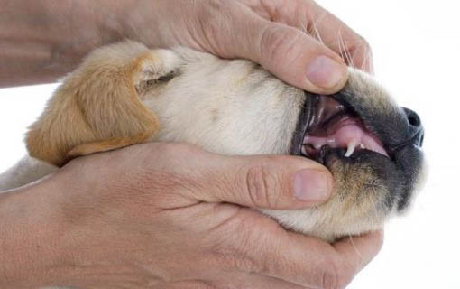 一个多月的幼犬怎么训练上厕所