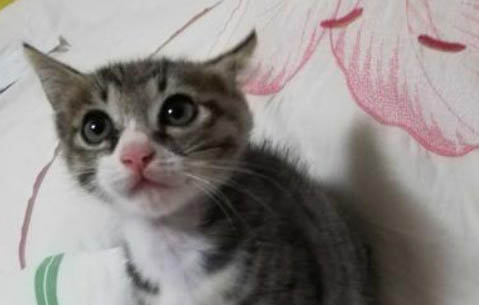 小奶猫吐奶的原因有哪些