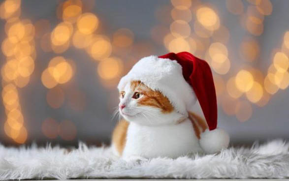 大猫品种有哪些