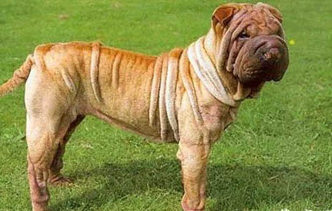 中国沙皮犬什么颜色好