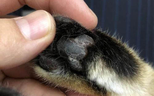 30度要给猫开空调吗